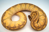 Load image into Gallery viewer, Female Pastel Enchi Lesser Odium PHA/PHP
