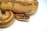 Load image into Gallery viewer, Female Pastel Enchi Lesser Odium PHA/PHP