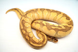Load image into Gallery viewer, Female Pastel Enchi Lesser Odium PHA/PHP