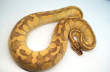 Load image into Gallery viewer, Female Pastel Enchi Lesser Odium PHA/PHP