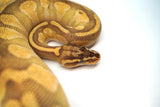 Load image into Gallery viewer, Female Pastel Enchi Lesser Odium PHA/PHP