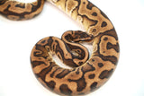 Load image into Gallery viewer, Male Leopard Hidden Gene Woma Yellow Belly + Ball Python