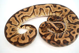 Load image into Gallery viewer, Male Leopard Hidden Gene Woma Yellow Belly + Ball Python