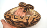 Load image into Gallery viewer, Male Leopard Hidden Gene Woma Yellow Belly + Ball Python