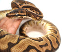 Load image into Gallery viewer, Male Leopard Hidden Gene Woma Yellow Belly + Ball Python