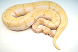 Load image into Gallery viewer, Female Spider Coral Glow Lesser Malum Ball Python