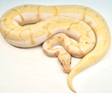 Load image into Gallery viewer, Female Spider Coral Glow Lesser Malum Ball Python