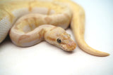 Load image into Gallery viewer, Female Spider Coral Glow Lesser Malum Ball Python