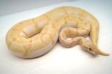 Load image into Gallery viewer, Female Spider Coral Glow Lesser Malum Ball Python