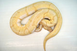 Load image into Gallery viewer, Female Spider Coral Glow Lesser Malum Ball Python