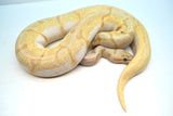 Load image into Gallery viewer, Female Spider Coral Glow Lesser Malum Ball Python