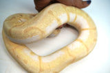Load image into Gallery viewer, Female Spider Coral Glow Lesser Malum Ball Python