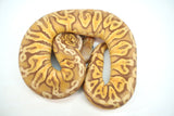 Load image into Gallery viewer, Male Ultramel Hidden Gene Woma Poss. Het Clown Ball Python