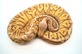 Load image into Gallery viewer, Male Ultramel Hidden Gene Woma Poss. Het Clown Ball Python