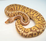 Load image into Gallery viewer, Male Ultramel Hidden Gene Woma Poss. Het Clown Ball Python