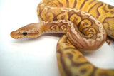 Load image into Gallery viewer, Male Ultramel Hidden Gene Woma Poss. Het Clown Ball Python
