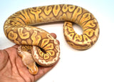 Load image into Gallery viewer, Male Ultramel Hidden Gene Woma Poss. Het Clown Ball Python