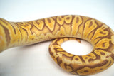 Load image into Gallery viewer, Male Ultramel Hidden Gene Woma Poss. Het Clown Ball Python