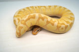 Load image into Gallery viewer, Coral Glow Enchi Hidden Gene Woma Pastel Yellow Belly Lucifer Odium Male