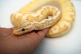 Load image into Gallery viewer, Coral Glow Enchi Hidden Gene Woma Pastel Yellow Belly Lucifer Odium Male