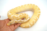 Load image into Gallery viewer, Coral Glow Enchi Hidden Gene Woma Pastel Yellow Belly Lucifer Odium Male