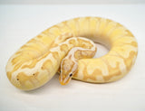 Load image into Gallery viewer, Coral Glow Enchi Hidden Gene Woma Pastel Yellow Belly Lucifer Odium Male