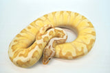 Load image into Gallery viewer, Coral Glow Enchi Hidden Gene Woma Pastel Yellow Belly Lucifer Odium Male