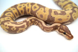 Load image into Gallery viewer, Female Coral Glow Pied Orange Belly Ball Python