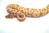 Load image into Gallery viewer, Female Coral Glow Pied Orange Belly Ball Python