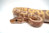 Load image into Gallery viewer, Female Coral Glow Pied Orange Belly Ball Python