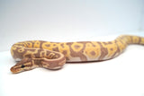 Load image into Gallery viewer, Female Coral Glow Pied Orange Belly Ball Python