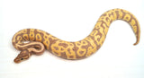 Load image into Gallery viewer, Female Coral Glow Pied Orange Belly Ball Python