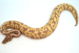 Load image into Gallery viewer, Female Coral Glow Pied Orange Belly Ball Python