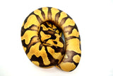 Load image into Gallery viewer, Female Pastel Enchi Yellow Belly Bald Ball Python