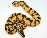 Load image into Gallery viewer, Female Pastel Enchi Yellow Belly Bald Ball Python
