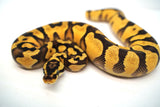 Load image into Gallery viewer, Female Pastel Enchi Yellow Belly Bald Ball Python