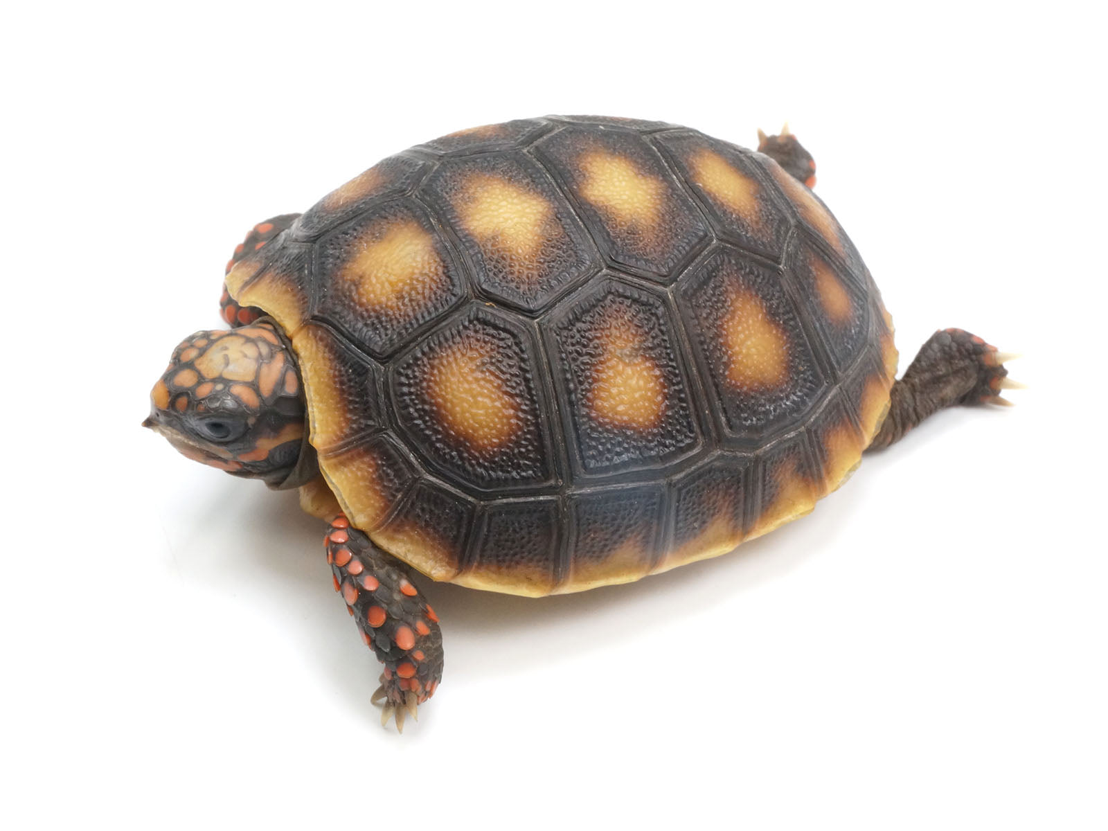 Hatchling Red Foot Tortoise