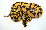Load image into Gallery viewer, Female Pastel Enchi Yellow Belly Bald Ball Python