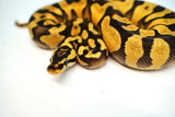 Load image into Gallery viewer, Female Pastel Enchi Yellow Belly Bald Ball Python