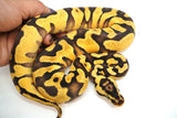 Load image into Gallery viewer, Female Pastel Enchi Yellow Belly Bald Ball Python