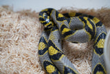 Load image into Gallery viewer, Female Mandarin Rat Snake