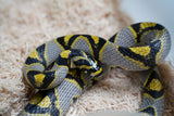 Load image into Gallery viewer, Female Mandarin Rat Snake