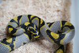 Load image into Gallery viewer, Female Mandarin Rat Snake