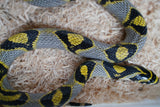 Load image into Gallery viewer, Female Mandarin Rat Snake
