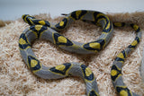 Load image into Gallery viewer, Female Mandarin Rat Snake