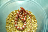 Load image into Gallery viewer, Male Alb H An Corn Snake