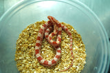 Load image into Gallery viewer, Male Alb H An Corn Snake
