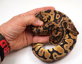 Load image into Gallery viewer, 2022 Male Pastel Yellowbelly Confusion Ball Python - SALE!