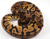 Load image into Gallery viewer, 2022 Male Pastel Yellowbelly Confusion Ball Python - SALE!