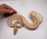 Load image into Gallery viewer, 2022 Male Coral Glow Hidden Gene Woma Granite Mojave Fader Ball Python - SALE!